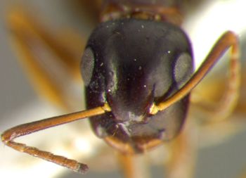 Media type: image; Entomology 26111   Aspect: head frontal view